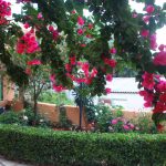 Hotel Scorpios garden